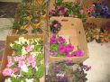 نمایشگاه بوی عیدی از دریچه دوربین
