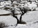 گزارش تصویری  از شاهرود تا جنگل اولنگ
