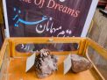 گزارش تصویری از سومین کارگاه متالوژنی ایران