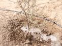 گزارش تصویری مراسم روز درختکاری
