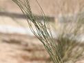 گزارش تصویری مراسم روز درختکاری
