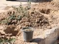 گزارش تصویری مراسم روز درختکاری