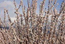 گزارش تصویری از شکوفه های بهاری شاهرود تا قله های برفی چالیچالیان