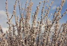 گزارش تصویری از شکوفه های بهاری شاهرود تا قله های برفی چالیچالیان