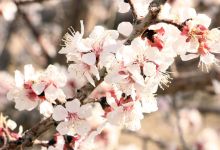 گزارش تصویری از شکوفه های بهاری شاهرود تا قله های برفی چالیچالیان