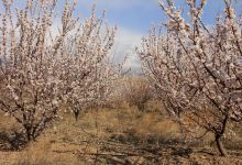 گزارش تصویری از شکوفه های بهاری شاهرود تا قله های برفی چالیچالیان