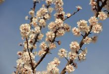 گزارش تصویری از شکوفه های بهاری شاهرود تا قله های برفی چالیچالیان