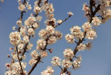 گزارش تصویری از شکوفه های بهاری شاهرود تا قله های برفی چالیچالیان