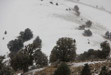 گزارش تصویری از شکوفه های بهاری شاهرود تا قله های برفی چالیچالیان