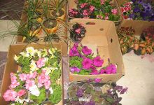 نمایشگاه بوی عیدی از دریچه دوربین