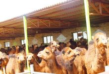 اردوی دانشجویان دختر دانشگاه صنعتی شاهرود به طرود