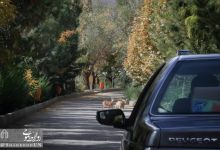 گزارش تصویری | بازدید پرفسور خاقانی از  دانشگاه صنعتی شاهرود و پردیس آموزشی معدن دانشگاه صنعتی شاهرود 
