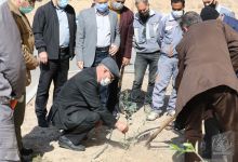 گزارش تصویری روز درختکاری 