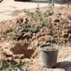 گزارش تصویری مراسم روز درختکاری